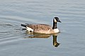 Image 29A Canada goose (Branta canadensis) swimming in Palatine. Photo credit: Joe Ravi (from Portal:Illinois/Selected picture)