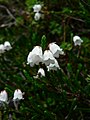 Cassiope mertensiana