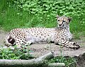 Cheetah (Acinonyx jubatus jubatus)