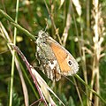 Small Heath butterfly