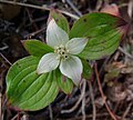 Canadian bunchberry (Cornus canadensis)