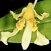 Dendrobium venustum