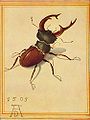 Deer beetle label QS:Len,"Deer beetle" label QS:Lpl,"Chrząszcz jelonek" label QS:Lde,"Hirschkäfer"