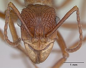 Ectatomma tuberculatum