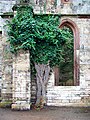 Efeu an der Ruine des Tempelherrenhauses im Ilmpark