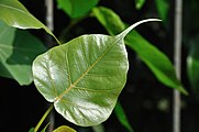 Ficus religiosa