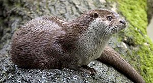 Euraasisk Faskoter (Lutra lutra) NT - near threatened (nai bi trüüwet)