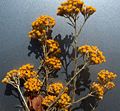 Miniatura para Helichrysum italicum