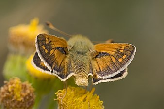 Kommabredpande (Hesperia comma) Hesperia comma