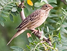 Oiseau posé sur une branche vu de côté.