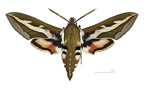 Face dorsale ♂ - MHNT