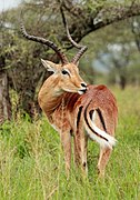 Macho de Impala.