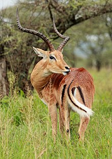 Un macho acicalándose en el Parque Nacional del Serengueti