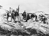 Klippfisken stables i hauger i Kristiansund august 1922 Foto: A. B. Wilse