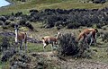 Čreda guanakov v bližini narodnega parka Torres del Paine