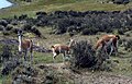 Guanacos, presentes en toda la Patagonia.