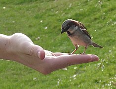 Male House Sparrow (Passer domesticus) feeding from hand.jpg