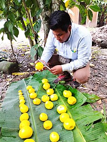 el la imagen se observa la medición del fruto del Arazá en la ciudad de Pucallpa por el practicante Pool Doroteo de la Universidad Nacional de Ucayali