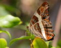 Adelpha fessonia (Limenitidini)