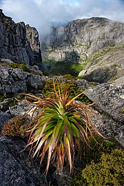 Richea pandanifolia dans les Mount Murchison (Tasmania) (en) en Tasmanie. Novembre 2019.