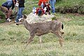 Odocoileus hemionus