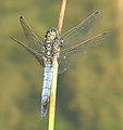 Orthetrum cancellatum, male