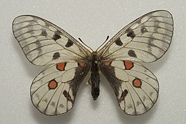 紅珠絹蝶 P. bremeri