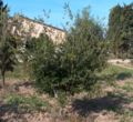 Garric conreat a Villacidro, Sardenya. En condicions favorables adopta el port d'un arbret