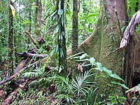 Wet Tropics of Queensland