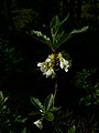 Rhododendron albiflorum