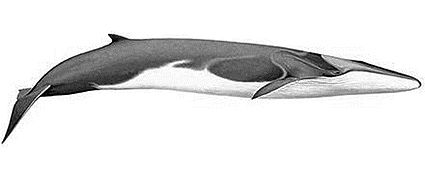 Balaenoptera physalus