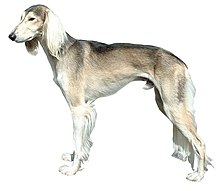 Saluki Fond Blanc.jpg