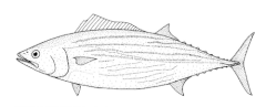 Description de l'image Sarda australis (Australian Bonito).gif.