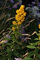 Solidago lepida