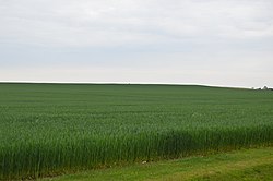 Wheat field on Southwest Road