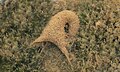 "شرك" كونته يرقة ذبابة القمص. تكساس، الولايات المتحدة