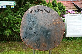 Alte Dorfeiche im Ortskern