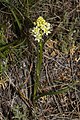 Zigadenus venenosus