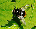 * Nomination: Volucella sp. (maybe Volucella bombylans) --ComputerHotline 18:39, 4 June 2012 (UTC) * * Review needed