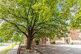 2020 The Freedom Tree in Kaposvár HU.jpg