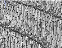 Detailed view at very high magnification. Wall thickness of the vertical structures is about 10 μm.