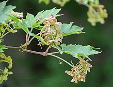 Acer sieboldianum in Hackfalls Arboretum (5).jpg