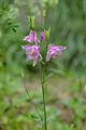 Ciapel brum (aquilegia vulgaris) a Urtijëi.