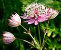 Close-up on flowers of Astrantia major