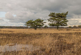 Beeldbepalende vliegdennen (Pinus sylvestris). Locatie, natuurgebied Delleboersterheide – Catspoele 04.jpg