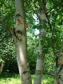 Brzoza paierowa Betula papyrifera.jpg