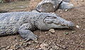 Cocodrilo de Nueva Guinea (Crocodylus novaeguineae)