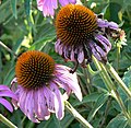 Purple coneflowers (Echinacea angustifolia)