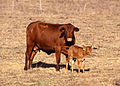 Ganado Bovino: 1.824 ton de carne de res. 45.000 cabezas.