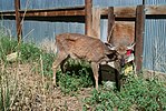 Thumbnail for Chronic wasting disease